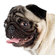 Pug Photo