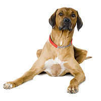 Rhodesian Ridgeback Picture