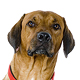 Rhodesian Ridgeback Photo