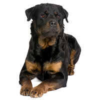 Rottweiler Picture