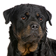 Rottweiler Photo