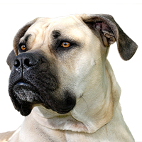 South African Boerboel Picture