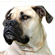 South African Boerboel Photo