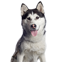 Siberian Husky Picture