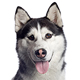 Siberian Husky Photo