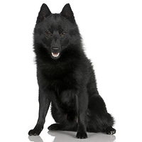 Schipperke Picture