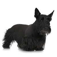 Scottish Terrier Picture