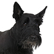 Scottish Terrier Photo