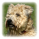 Soft Coated Wheaten Terrier Photo