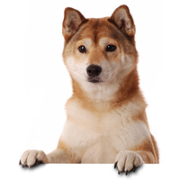 Shiba Inu Picture