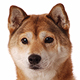 Shiba Inu Photo