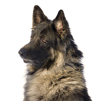 Shiloh Shepherd Picture