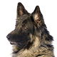 Shiloh Shepherd Photo