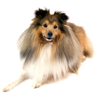 Shetland Sheepdog Picture