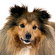 Shetland Sheepdog Photo