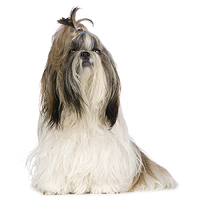 Shih Tzu Picture