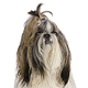 Shih Tzu Photo