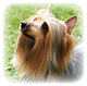 Silky Terrier Photo