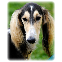 Saluki Picture