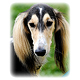 Saluki Photo