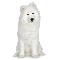 Samoyed Picture