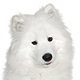 Samoyed Photo