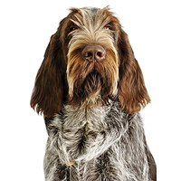 Spinone Italiano Picture