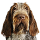 Spinone Italiano Photo