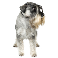 Standard Schnauzer Picture