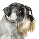 Standard Schnauzer Photo