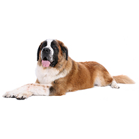 Saint Bernard Picture