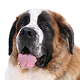 Saint Bernard Photo