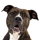 Staffordshire Bull Terrier Photo