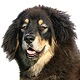 Tibetan Mastiff Photo