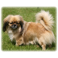 Tibetan Spaniel Picture