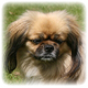 Tibetan Spaniel Photo