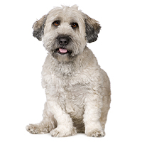 Tibetan Terrier Picture