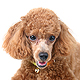 Toy Poodle Photo