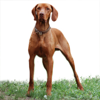 Vizsla Picture