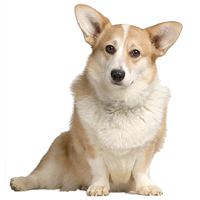 Cardigan Welsh Corgi Picture