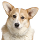 Cardigan Welsh Corgi Photo