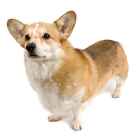 Pembroke Welsh Corgi Picture