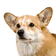 Pembroke Welsh Corgi Photo