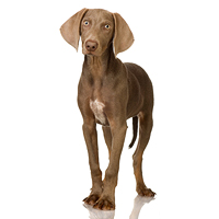 Weimaraner Picture