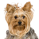 Yorkshire Terrier Photo