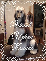 Afghan Hound