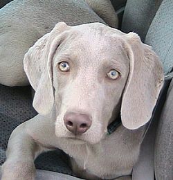 Weimaraner