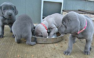 OwyheeStar Weimaraners