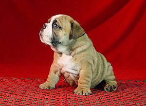 Bulldog