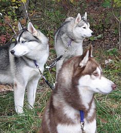 Siberian Husky